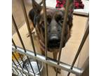 Adopt Sisu a German Shepherd Dog, Mixed Breed