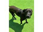 Adopt Lisa Frank a Labrador Retriever, Australian Cattle Dog / Blue Heeler