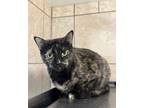 Adopt Molly a Domestic Short Hair