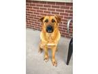 Adopt Gretchen Wieners a German Shepherd Dog, Australian Shepherd