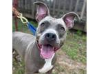 Adopt Confetti a Pit Bull Terrier, Mixed Breed