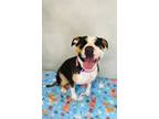 Adopt Florentina a Pit Bull Terrier, Mixed Breed