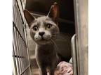 Adopt A619938 a Domestic Short Hair