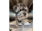 Adopt WASABI a Shih Tzu, Poodle