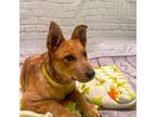 Adopt A008605 a Australian Cattle Dog / Blue Heeler, Mixed Breed