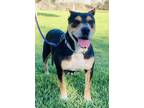 Adopt Storm a American Staffordshire Terrier, Mixed Breed