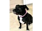 Adopt UZY a American Staffordshire Terrier