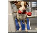 Adopt CANDY a American Staffordshire Terrier