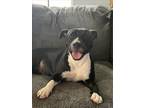 Adopt PATRICIA a American Staffordshire Terrier