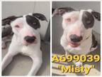 Adopt MISTY a American Staffordshire Terrier