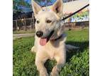 Adopt Scout D44750 a Husky