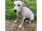 Adopt Paloma P44736 a Labrador Retriever, Great Pyrenees