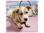 Adopt Chrissy a Mixed Breed