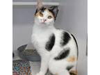 Adopt Whisper a Domestic Short Hair