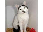 Adopt Skiddy a Domestic Short Hair