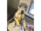 Adopt Titania a American Staffordshire Terrier, Mixed Breed