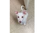 Adopt Blossom a Terrier, Mixed Breed