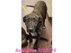 Adopt Dog Kennel #22 Pepper a Mastiff, Mixed Breed