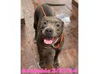 Adopt Dog Kennel #26 Stormy a Staffordshire Bull Terrier, Mixed Breed
