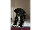 Adopt Nova a Labrador Retriever