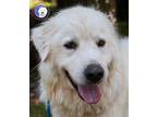 Adopt Cotton a Great Pyrenees