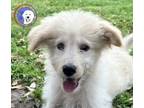 Adopt Ellie a Great Pyrenees, Poodle