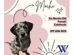 Adopt Mochi a Catahoula Leopard Dog