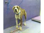 Adopt NIRVANA a Boxer, Mixed Breed