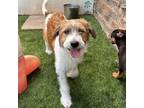 Adopt Rosie (Soleil) a Terrier, Mixed Breed
