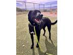 Adopt PENNY a Labrador Retriever, Mixed Breed