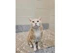 Adopt KIKI a Domestic Short Hair