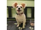 Adopt Ginger a Papillon, Poodle