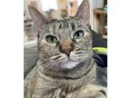 Adopt Indigo a Tabby, Domestic Short Hair