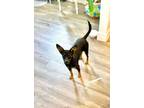 Adopt Muffin a Dachshund, Miniature Pinscher