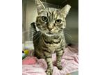 Adopt Missy a Domestic Short Hair