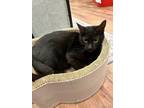 Adopt Evangeline a Domestic Short Hair