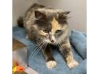 Adopt 19211 a Domestic Medium Hair