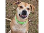 Adopt Luna a Boxer, Mixed Breed