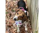 Adopt Eloise a Beagle