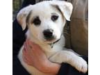 Adopt Ruby Rae a Great Pyrenees, Labrador Retriever