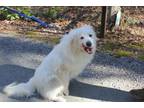 Adopt Frannie a Great Pyrenees