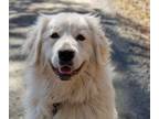 Adopt Cookie a Great Pyrenees