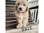 Goldendoodle Puppy for sale in Billerica, MA, USA