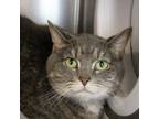 Adopt Butterworth a Domestic Short Hair