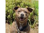 Adopt Nicole a Mixed Breed