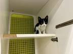 Adopt June a Domestic Short Hair