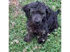 Poodle (Toy) Puppy for sale in Gaffney, SC, USA
