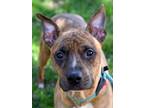 Adopt Princess/Cali a Pit Bull Terrier, Hound