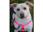 Adopt America/Tara a Australian Cattle Dog / Blue Heeler, Shar-Pei