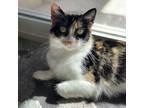 Adopt Arugula a Calico